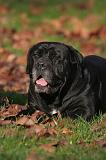 CANE CORSO 1405